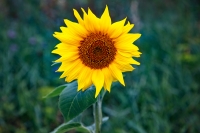 10498 Sonnenblume